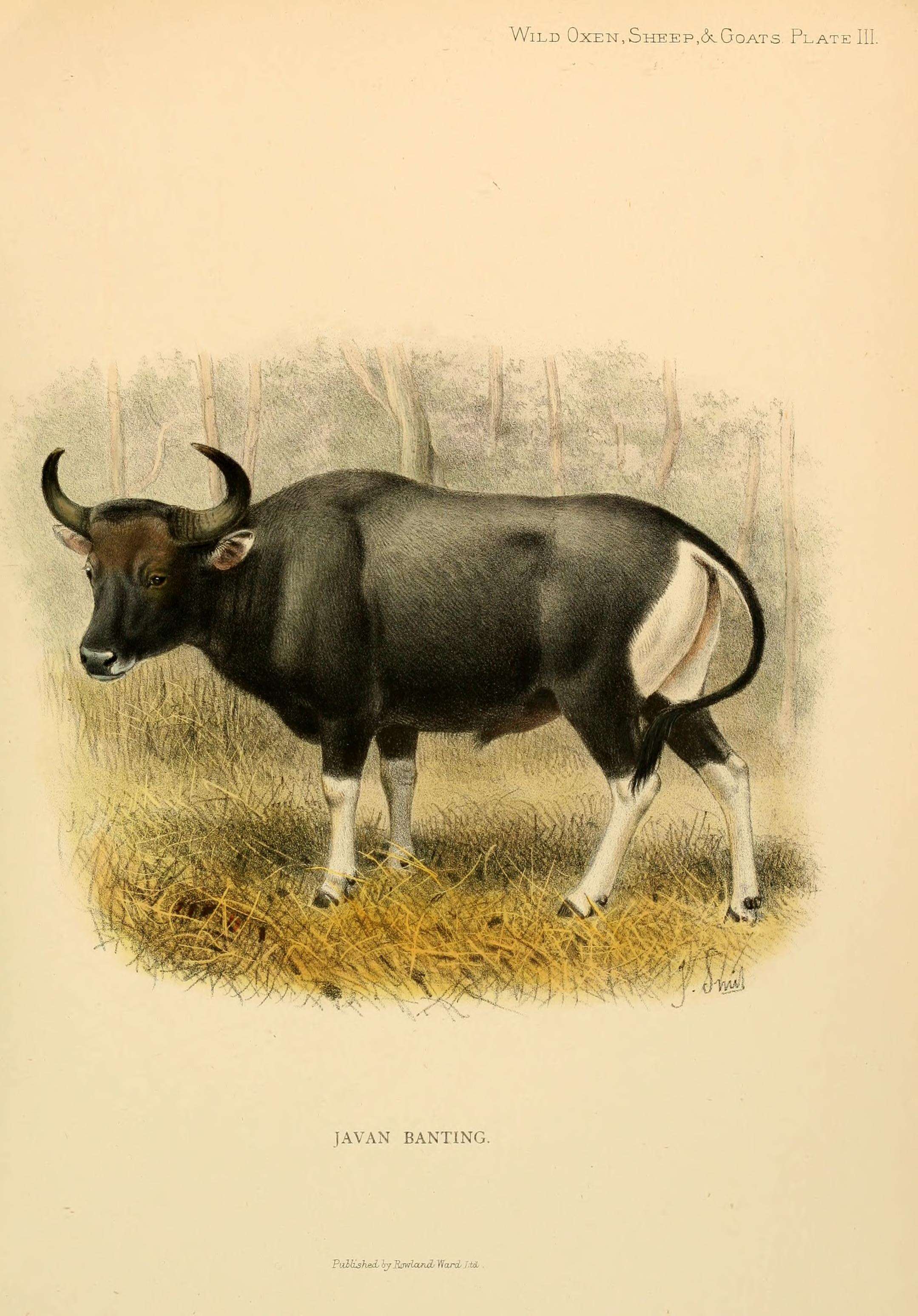 Image of Banteng