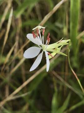 Image of Lindheimer's beeblossom