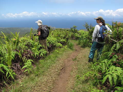 Image of sword ferns