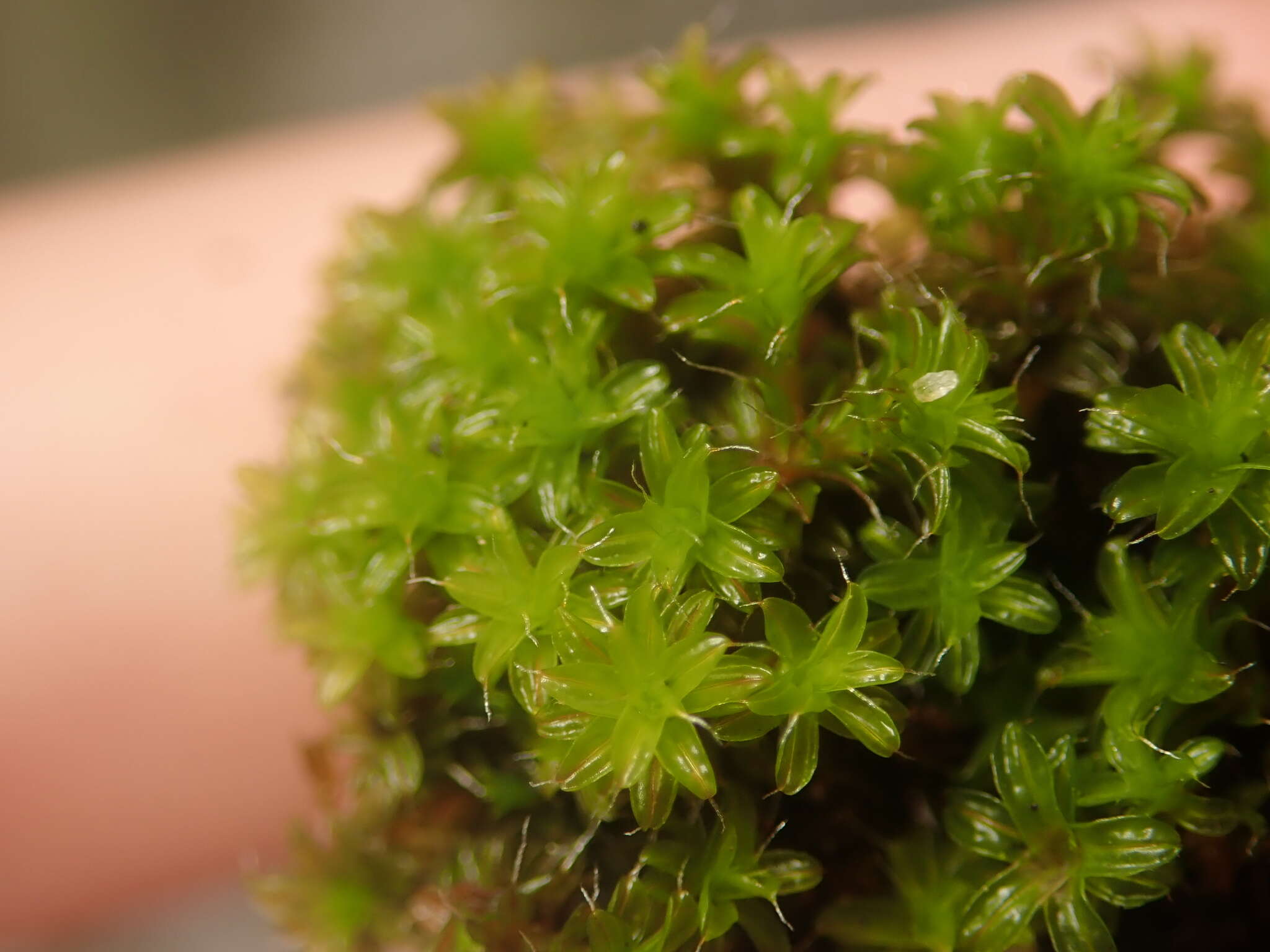 Image of great hairy screw-moss