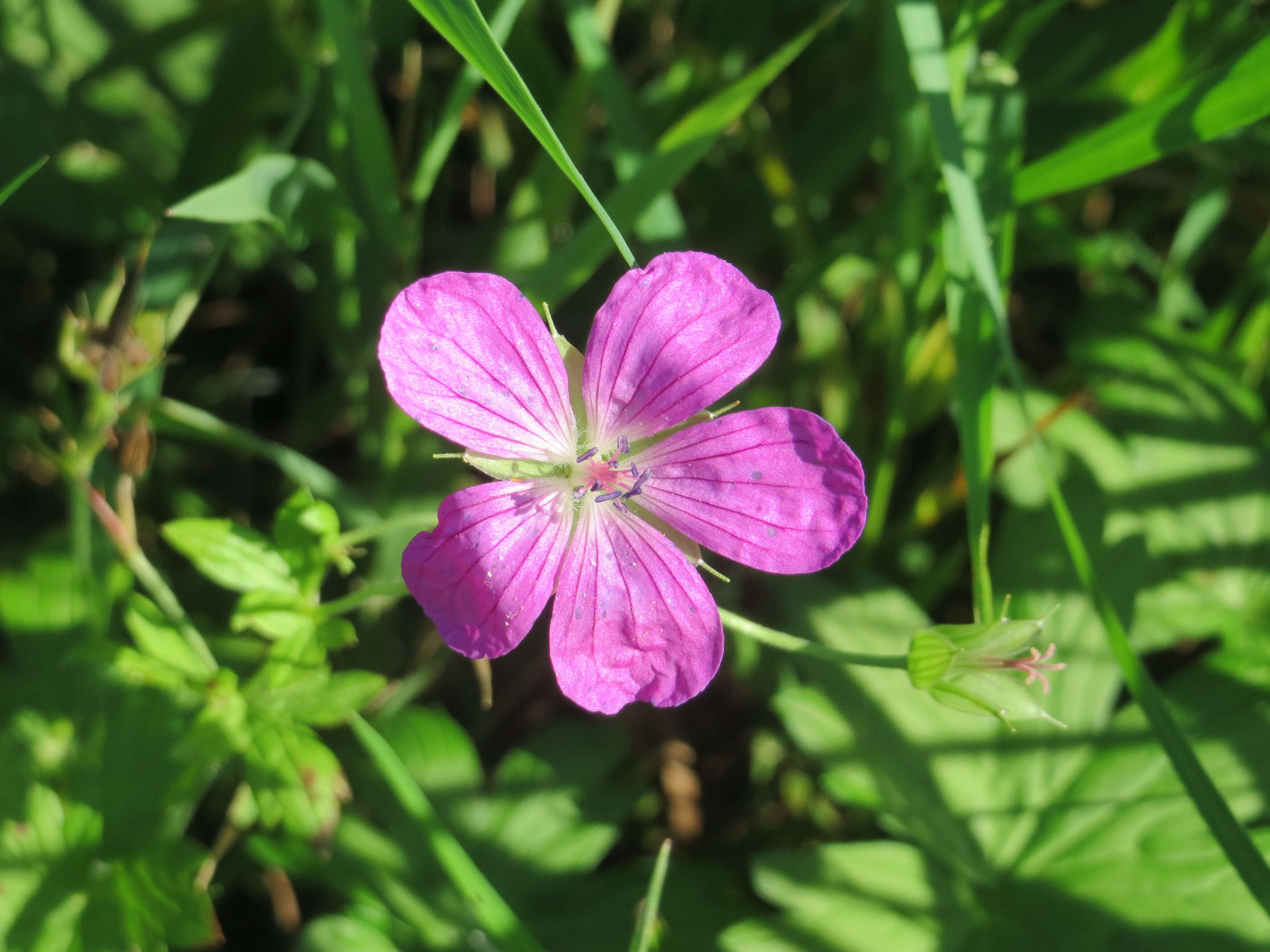 Image of marsh cranesbill