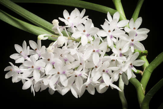 Image of Vanda christensoniana (Haager) L. M. Gardiner