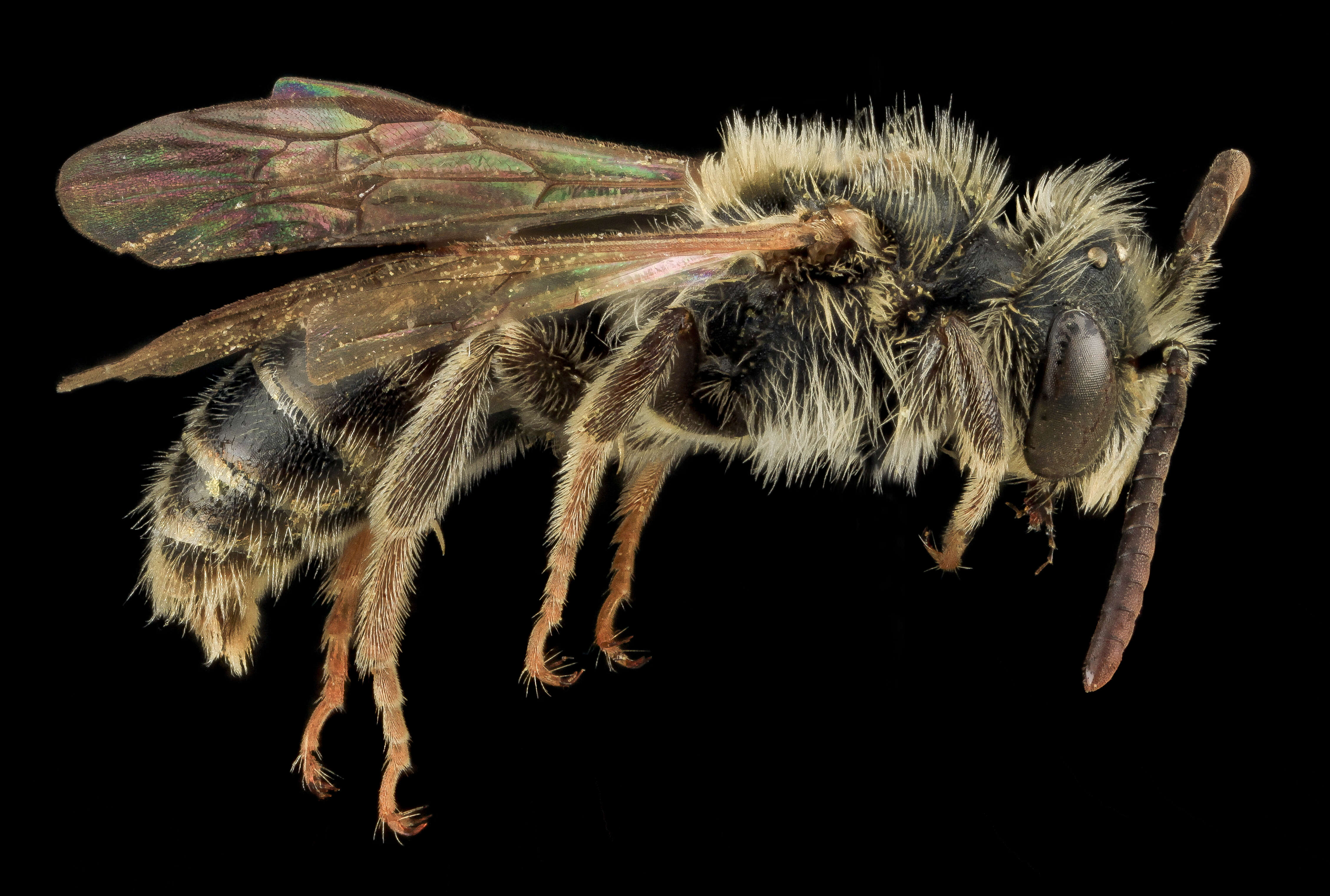 Image of Andrena nigrae Robertson 1905