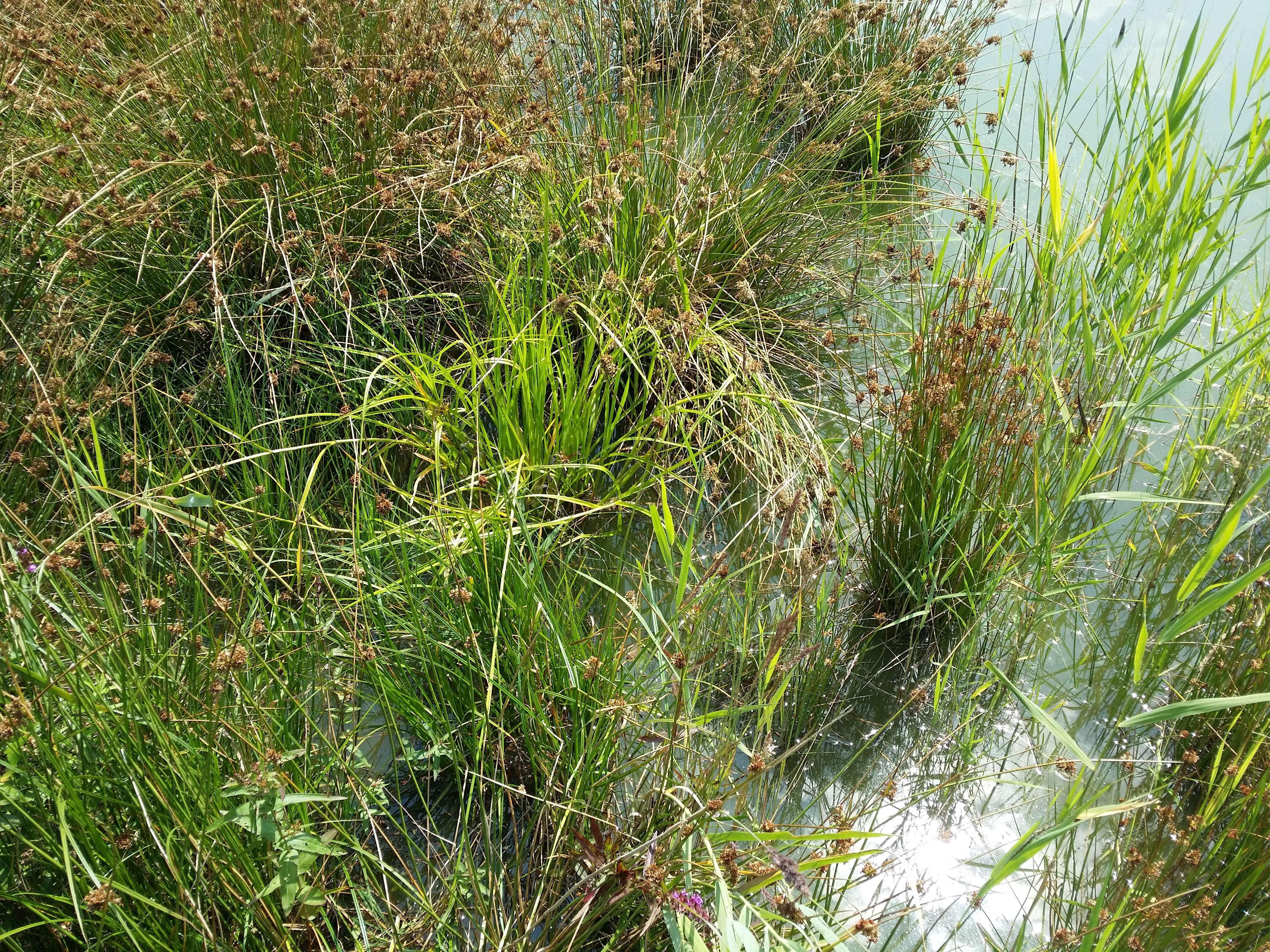 Image of Scirpus radicans Schkuhr