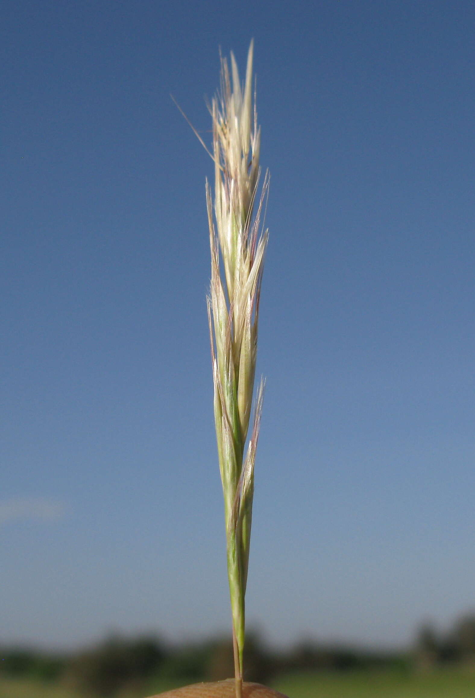 صورة Rytidosperma caespitosum (Gaudich.) Connor & Edgar