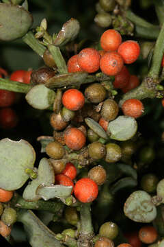 Image of Viscum rotundifolium L. fil.