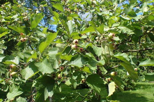 Image de Crataegus mollis (Torr. & Gray) Scheele