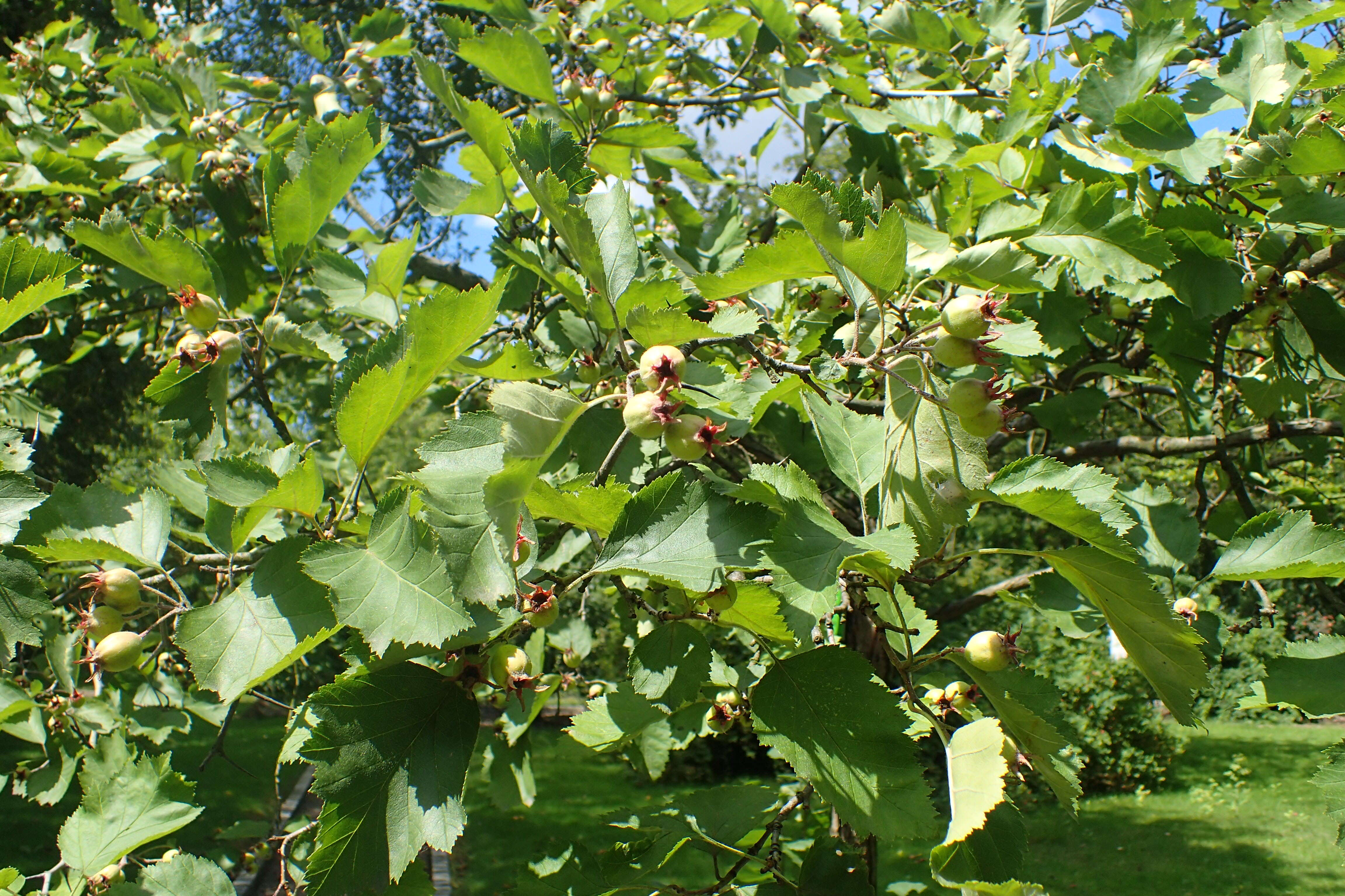 Image de Crataegus mollis (Torr. & Gray) Scheele