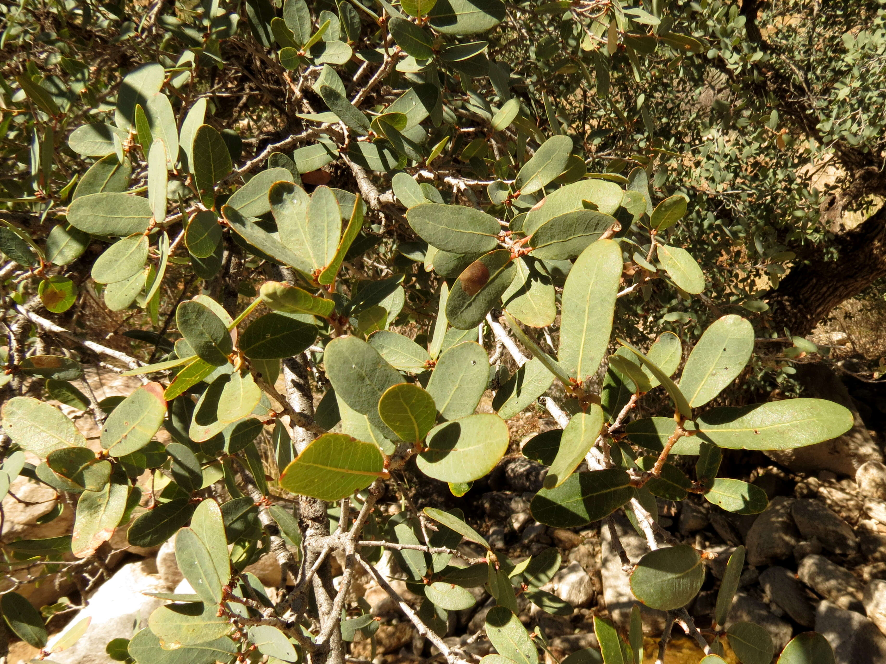 Image of Mexican Blue Oak