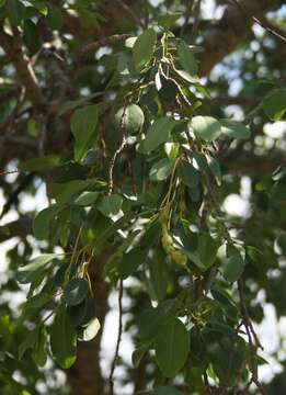 Image of Bushveld bead bean