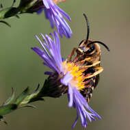 Image of Halictus scabiosae (Rossi 1790)