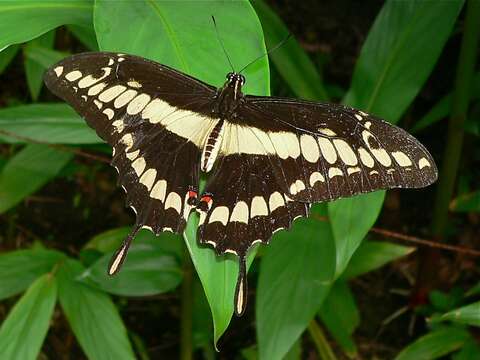 Image of Thoas Swallowtail