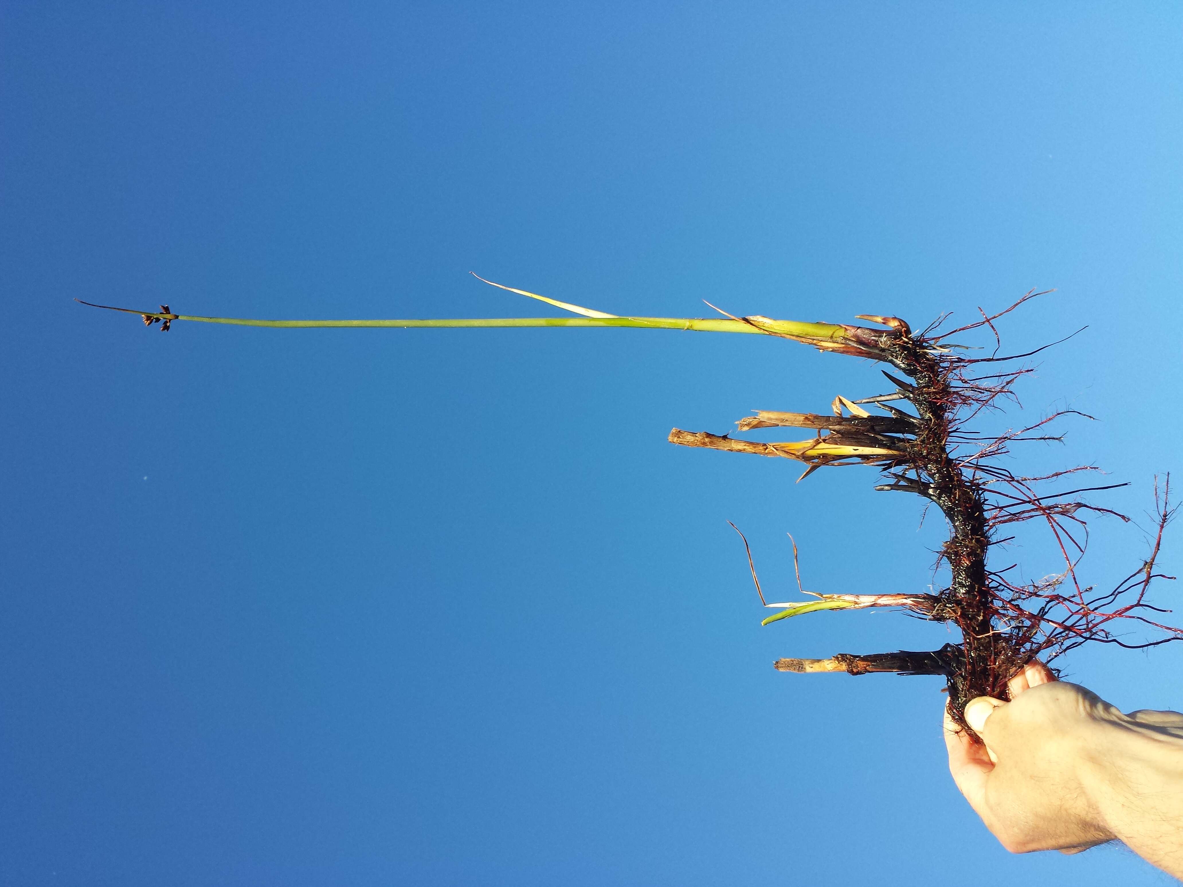 Image of lakeshore bulrush