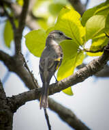 Image of Rosy Minivet