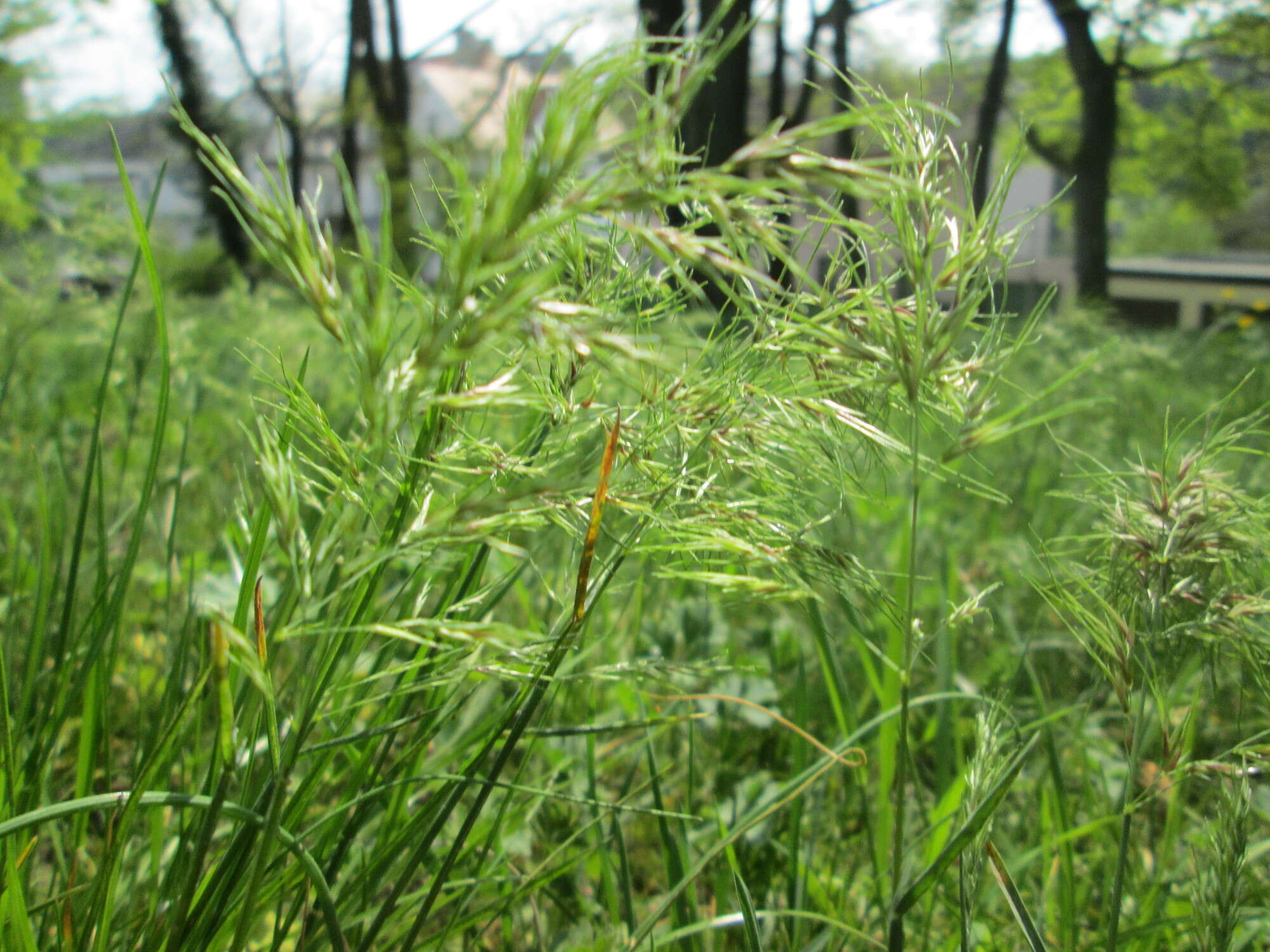 Image of bulbous bluegrass