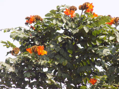 Image of African tulip tree