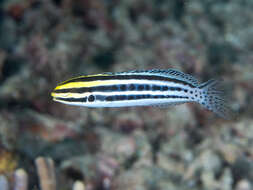 Image of Grammistes Blenny