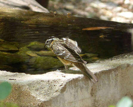 Image of Black-headed Grosbeak