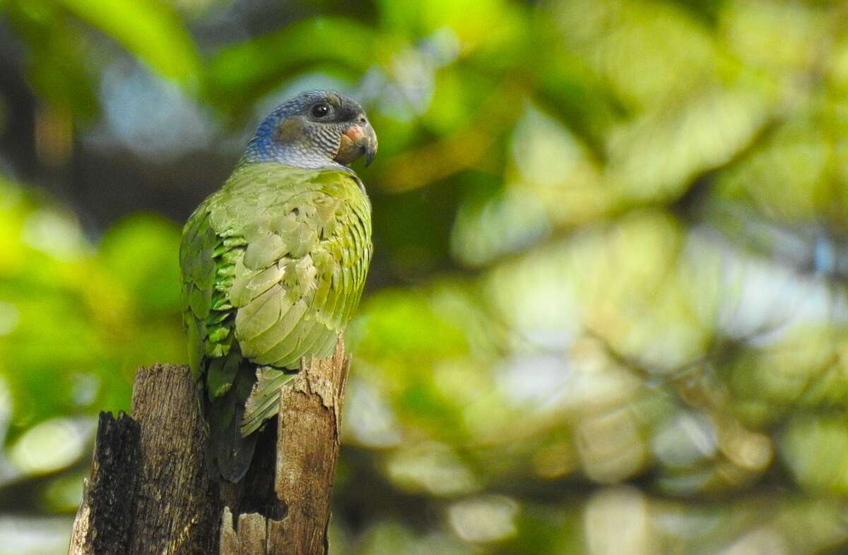 Image of Blue-headed Parrot