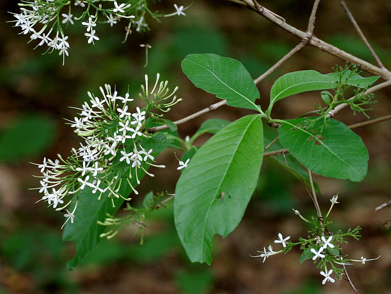 صورة Pavetta indica L.