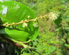 Image of Mallotus rhamnifolius (Willd.) Müll. Arg.