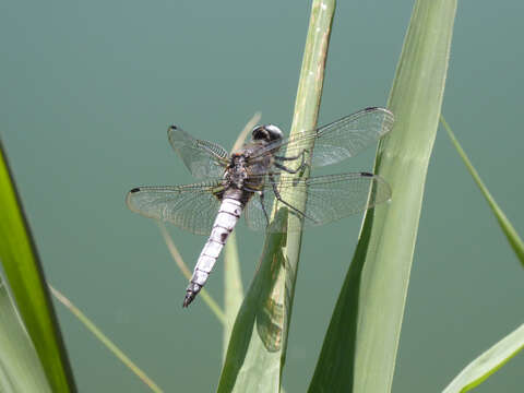 Image of Blue Chaser