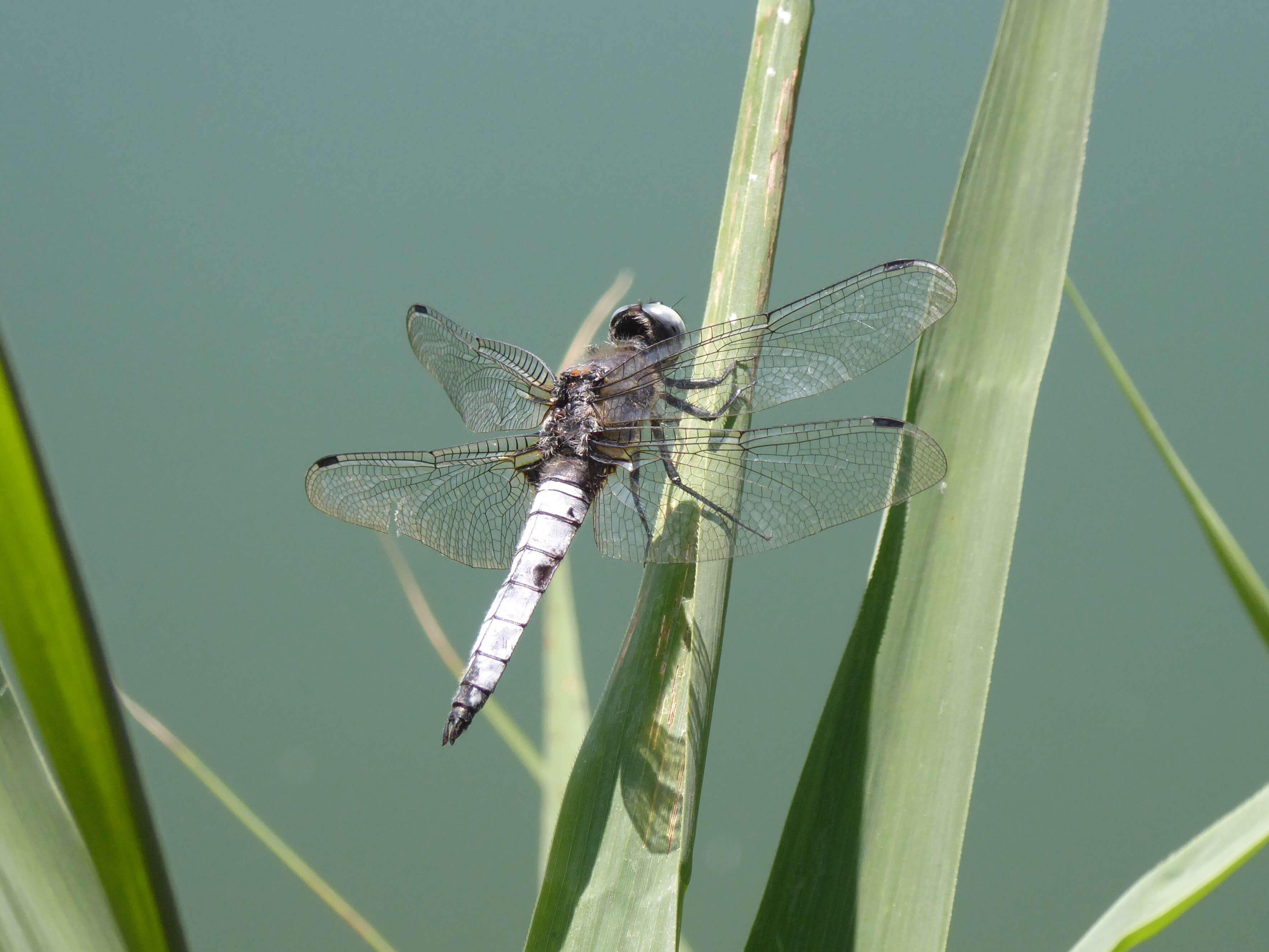 Image of Blue Chaser