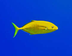 Image of Orange spotted trevally