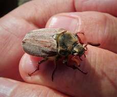 Image of Common cockchafer