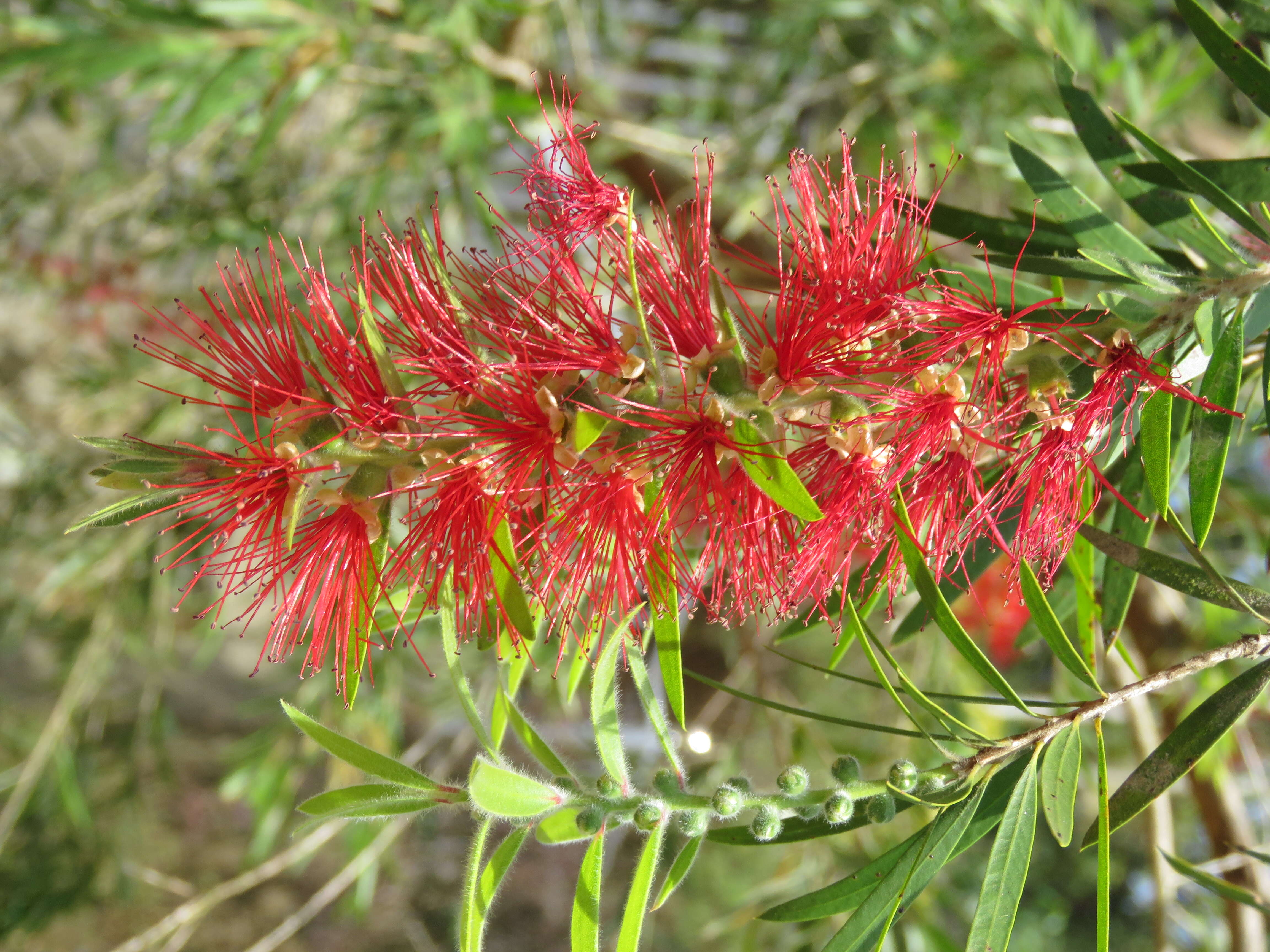 صورة Callistemon citrinus (Curtis) Skeels