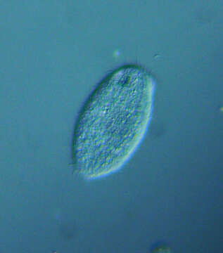 Image of Tetrahymena pyriformis