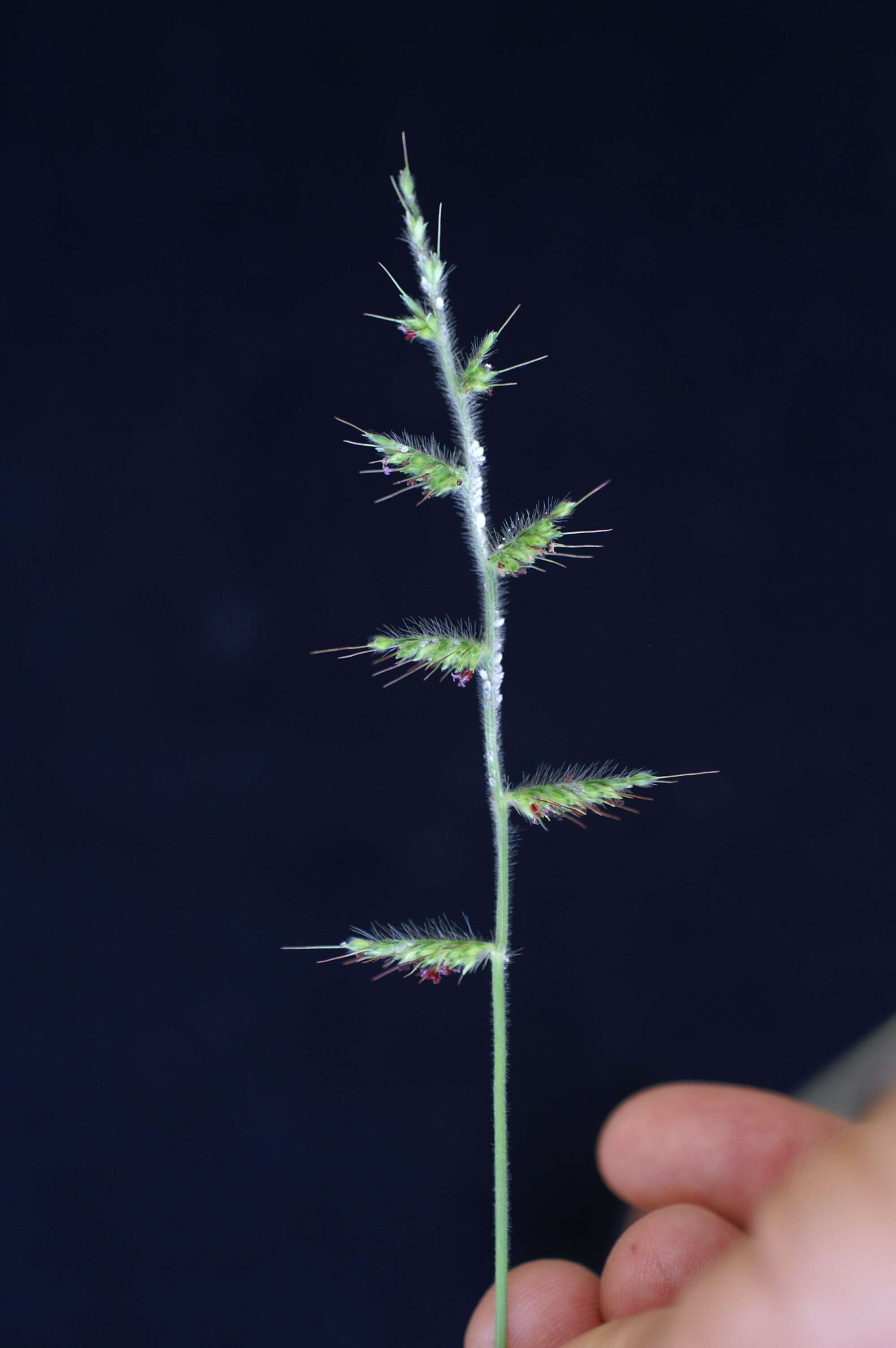 Image of Long-Leaf Basket Grass