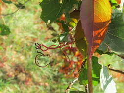 Image de vigne vierge commune