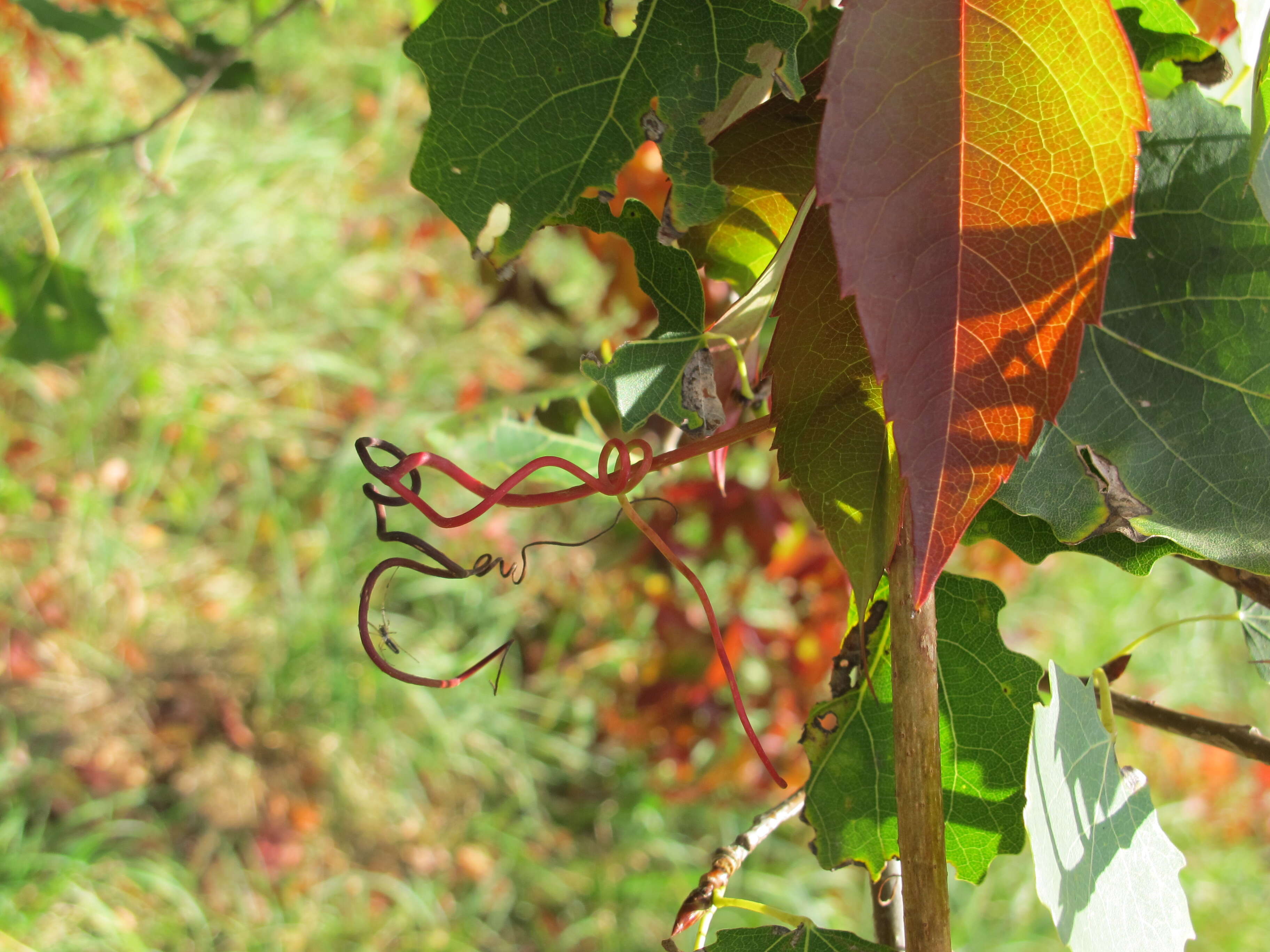 Image de vigne vierge commune