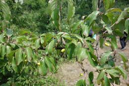 Image of Cornelian cherry dogwood