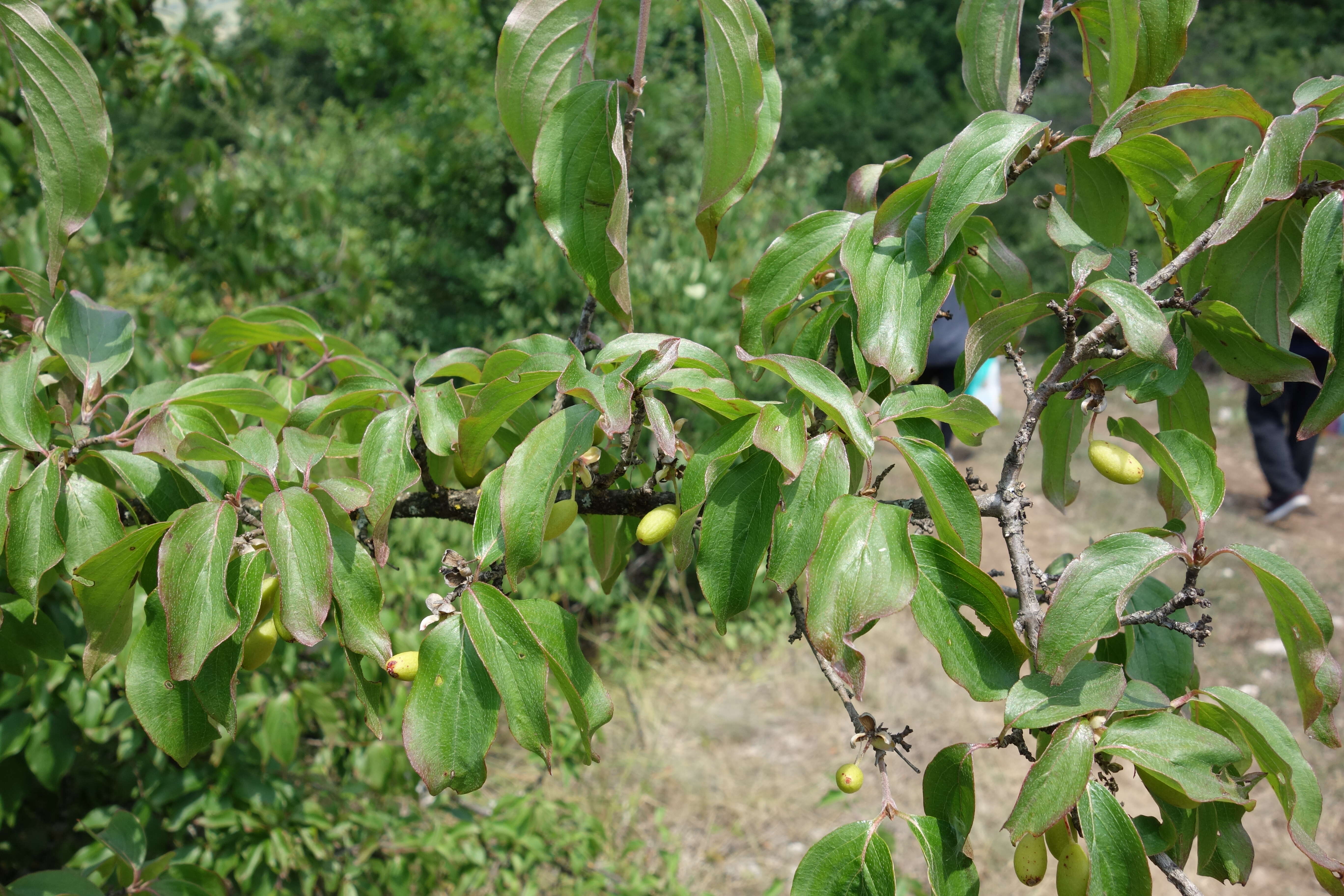 Image of Cornelian cherry dogwood