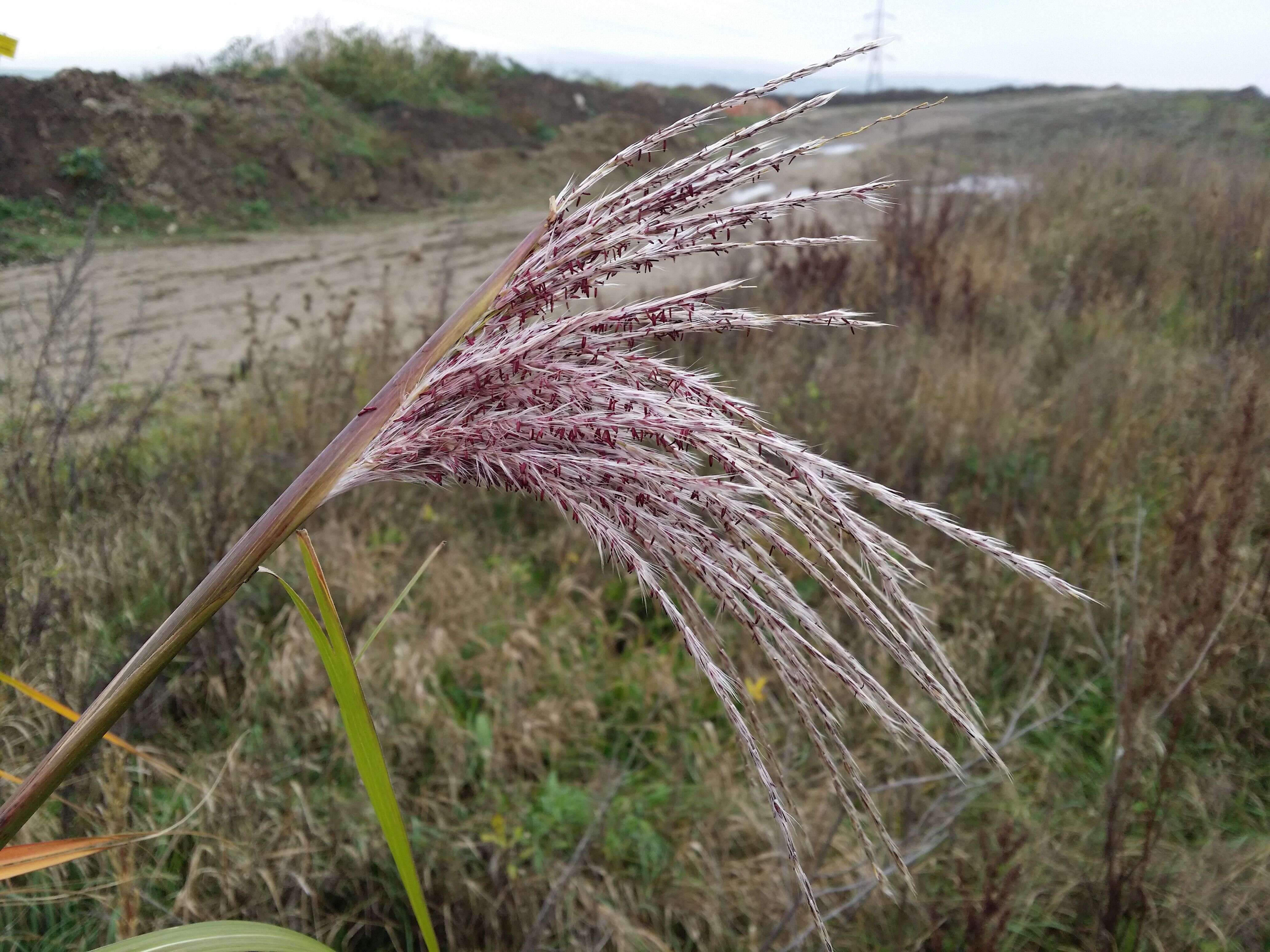 Imagem de Miscanthus sinensis Andersson