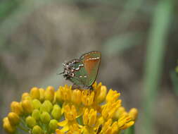 Plancia ëd Callophrys gryneus