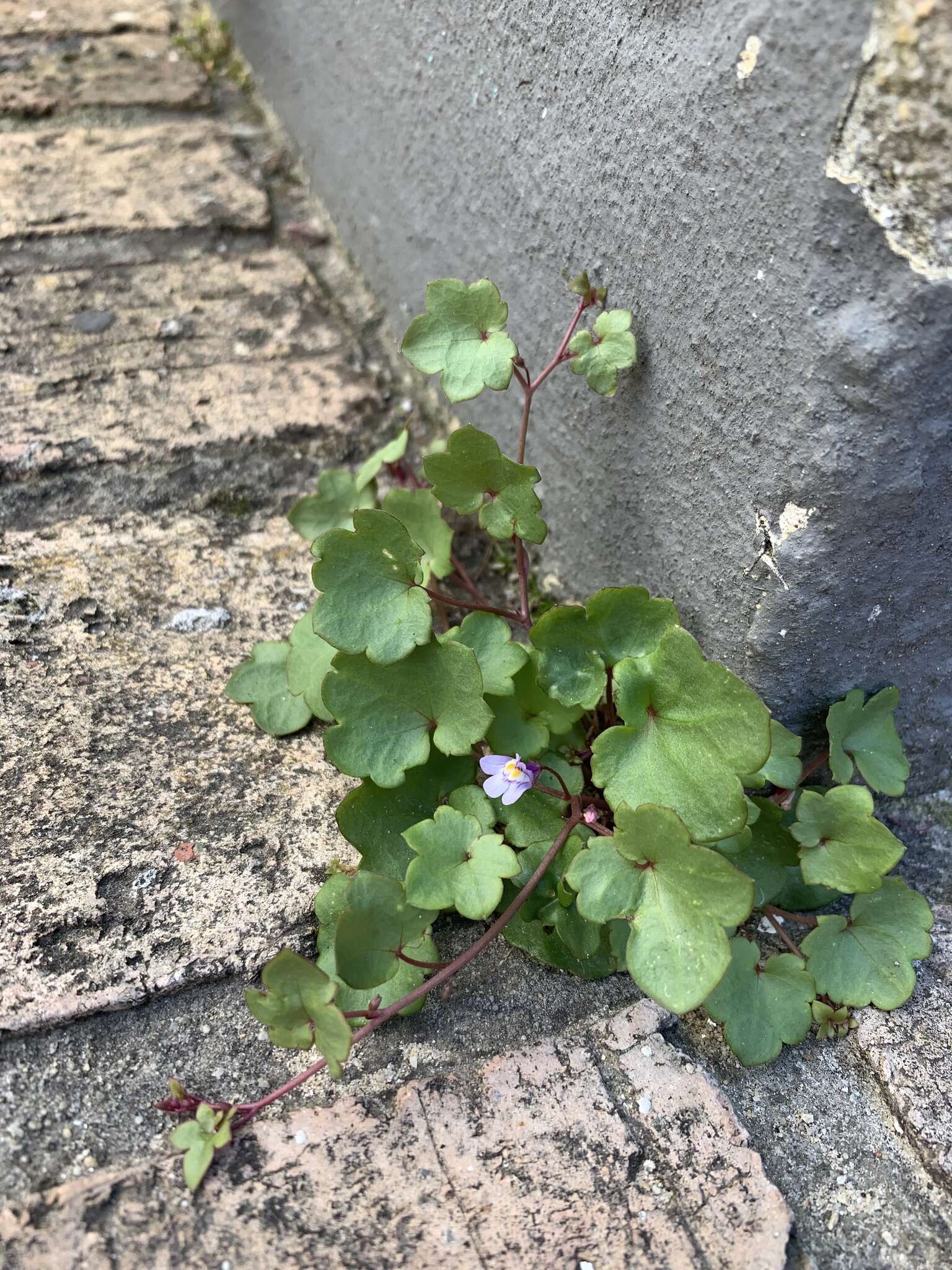 Image of Ivy-leaved Toadflax