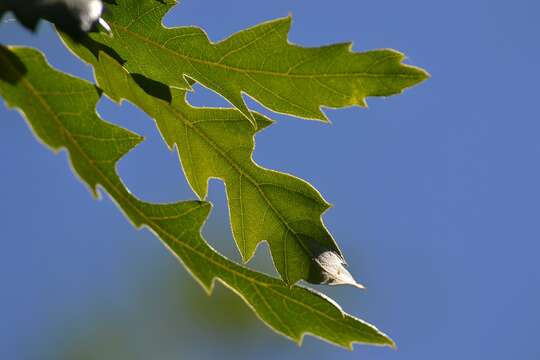 Imagem de Quercus libani G. Olivier