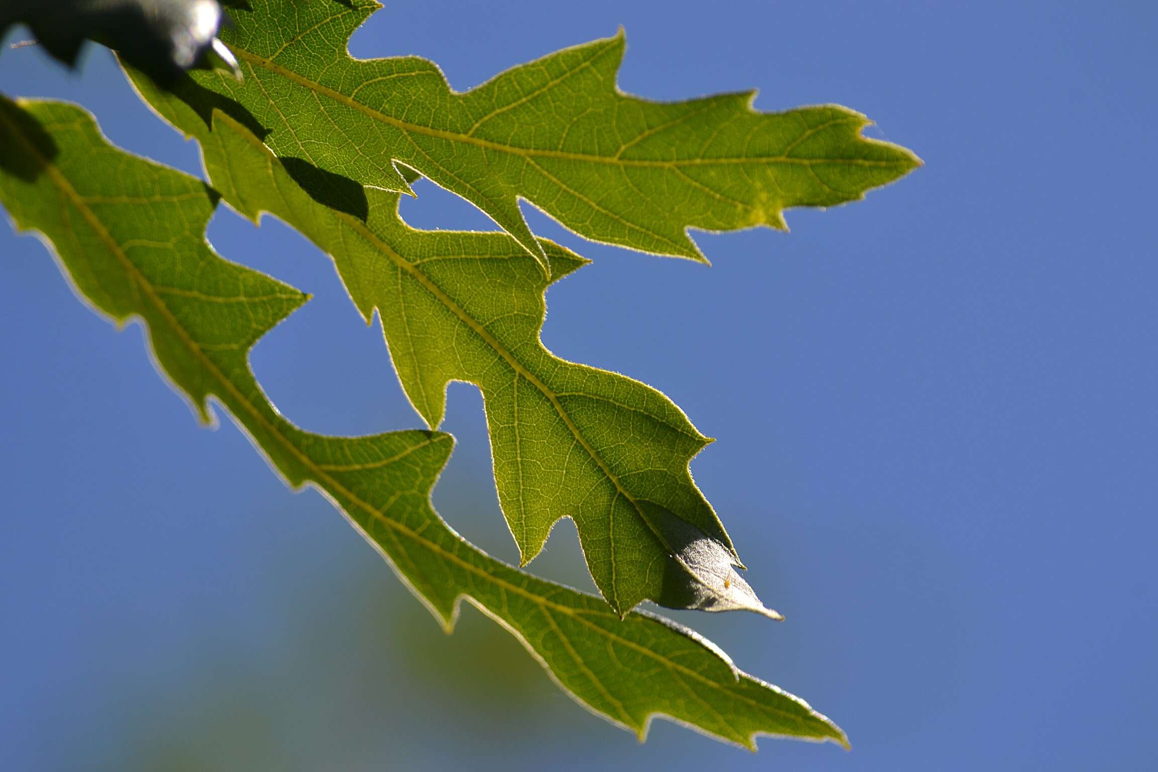 Image of Lebanon Oak