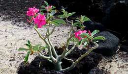 Image of Desert Rose