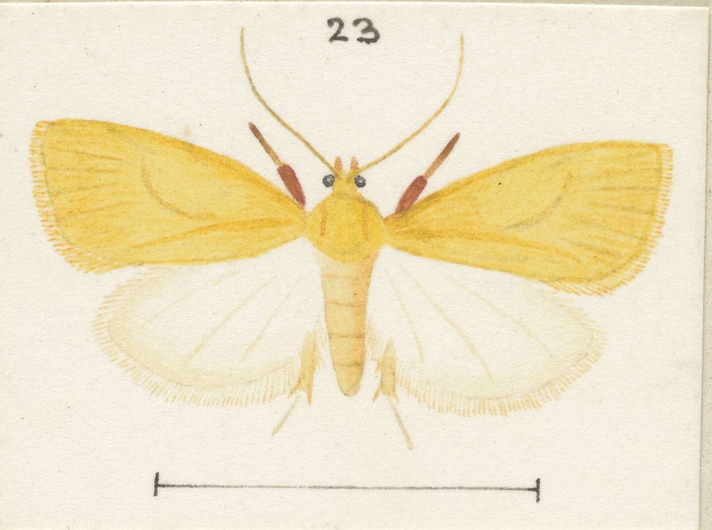 Image of Mountain Beech Flat Moth