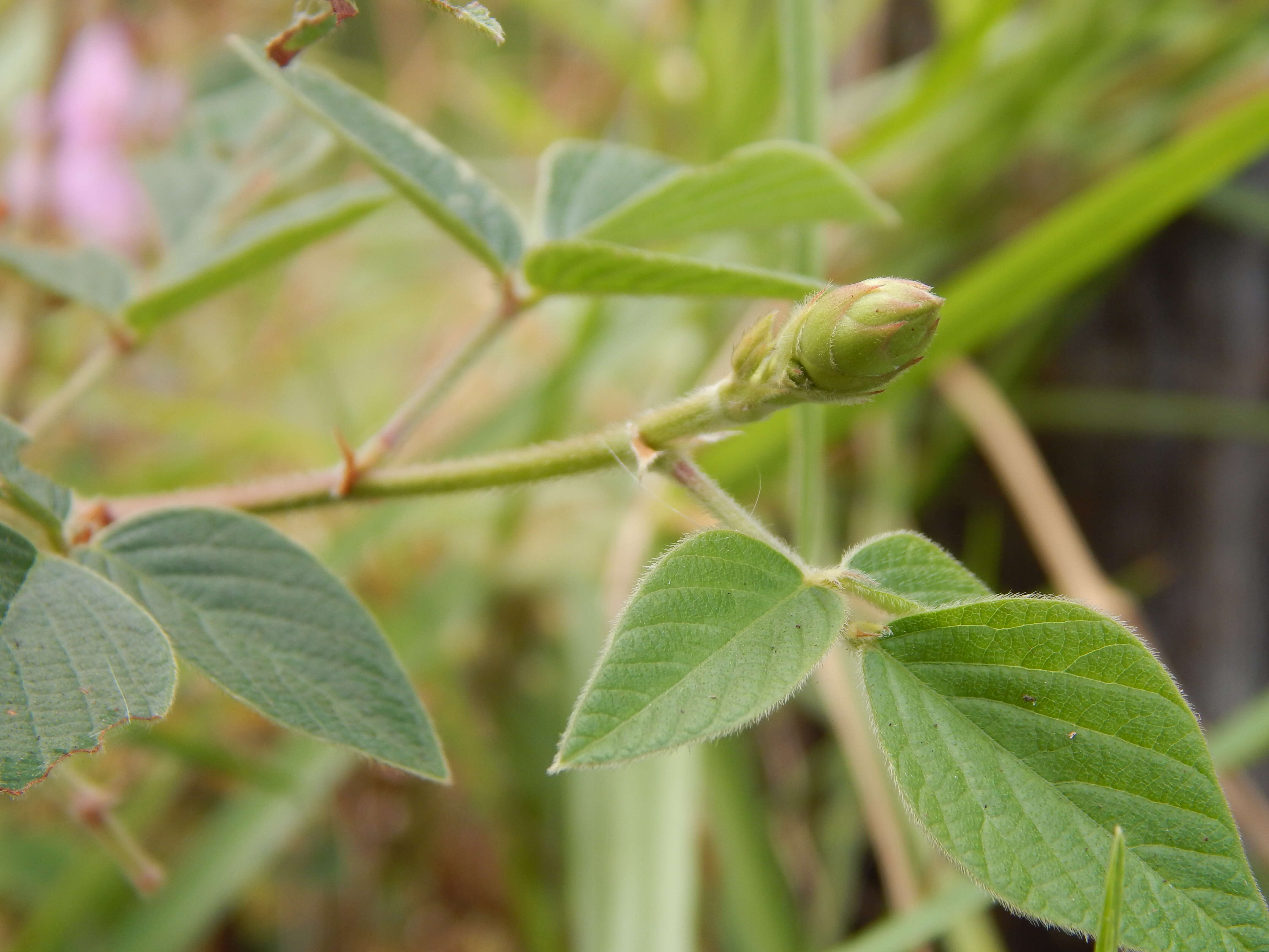 Image of greenleaf ticktrefoil