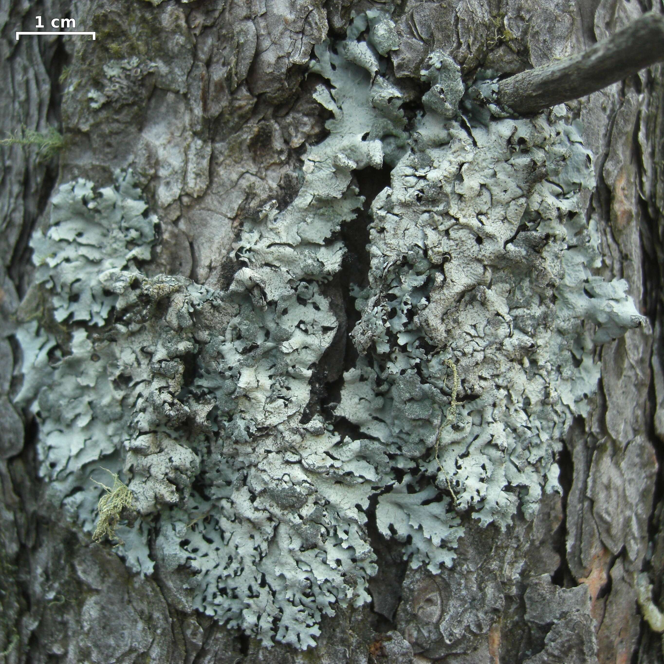 Image of hypotrachyna lichen