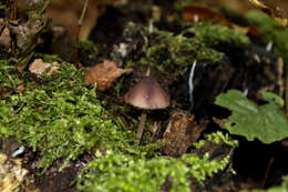 Image of bleeding fairy helmet