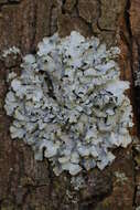 Image of Hammered shield lichen