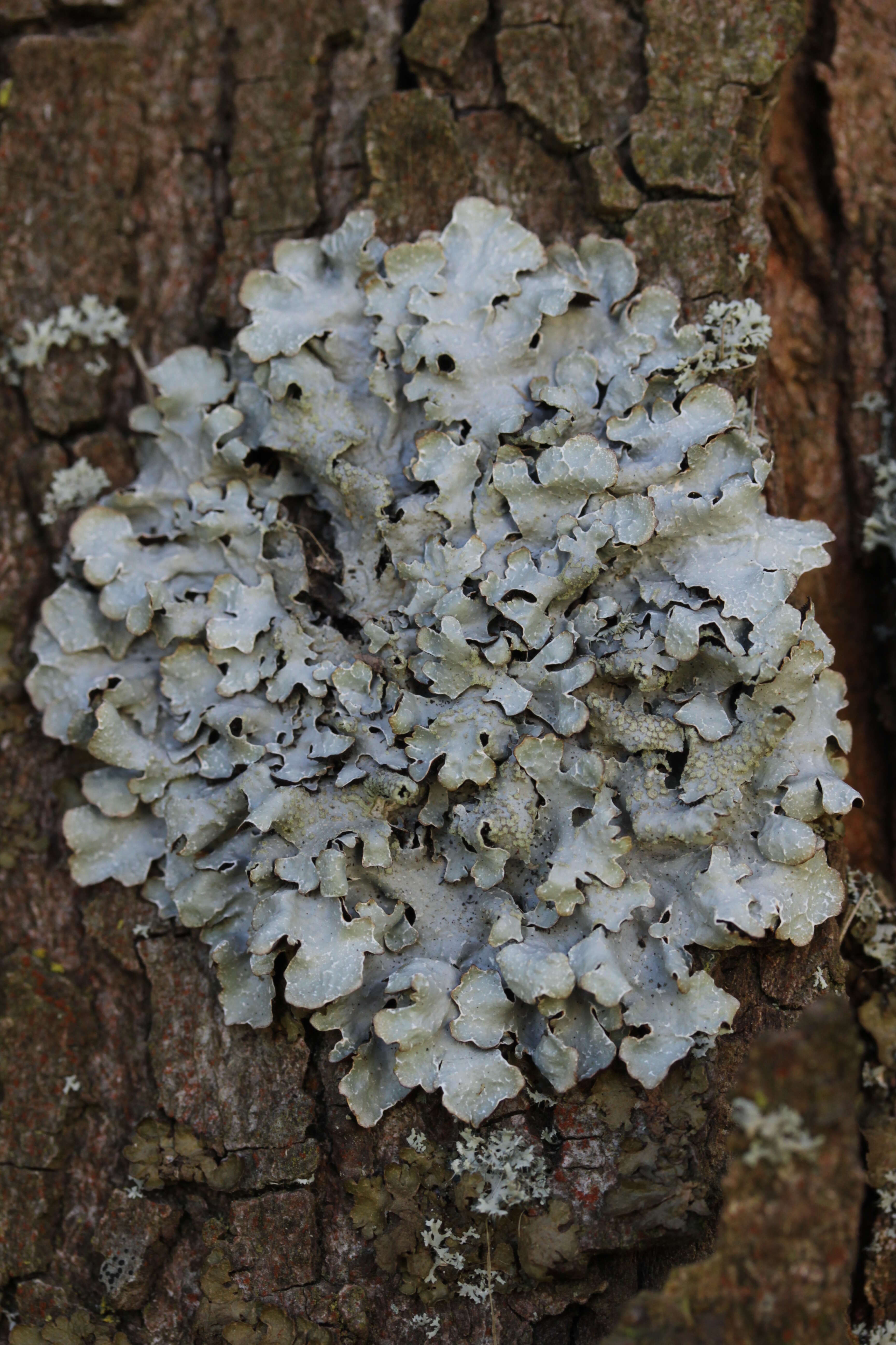 Image of Hammered shield lichen