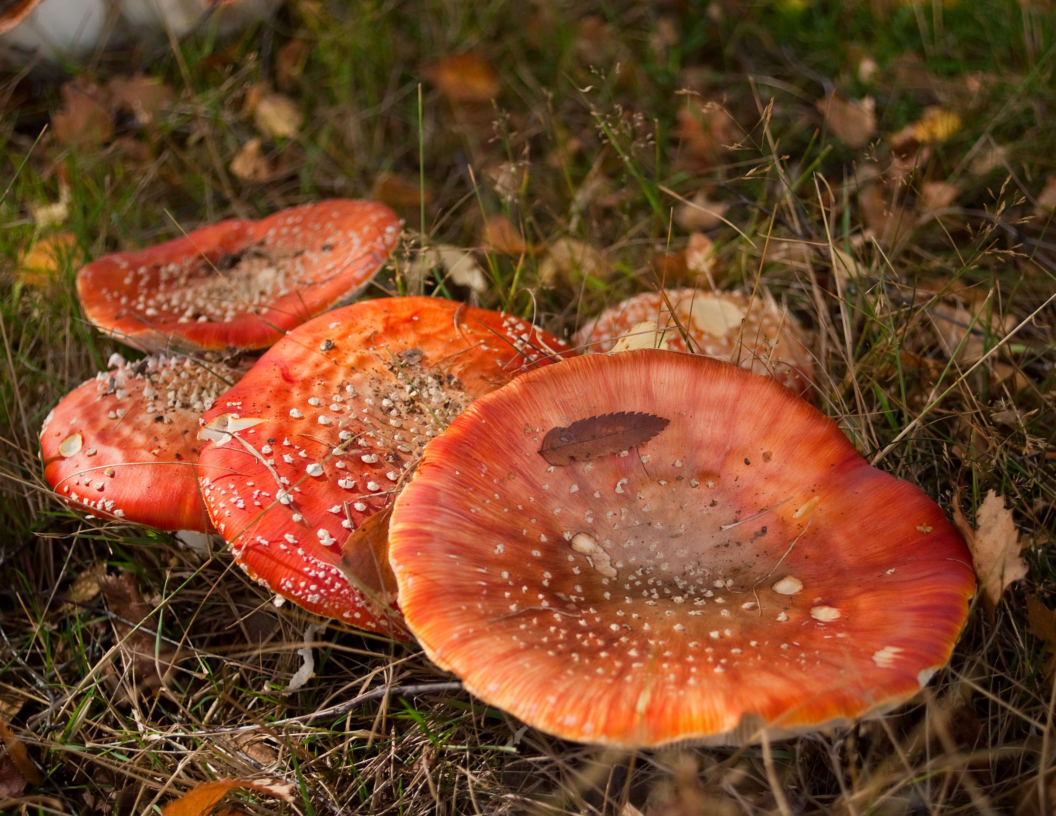 Image of Fly agaric