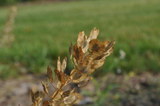 Image of field pennycress